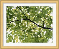 Backlit green tree branch Fine Art Print
