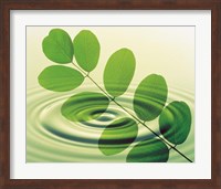 Green leafy branch superimposed on green water ripples Fine Art Print