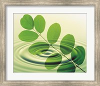 Green leafy branch superimposed on green water ripples Fine Art Print