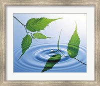 Two branches with green leaves floating above blue water ripples Fine Art Print