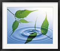 Two branches with green leaves floating above blue water ripples Fine Art Print