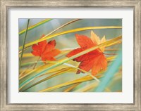 Two fall orange fall leaves amid yellow reeds with out of focus green background Fine Art Print
