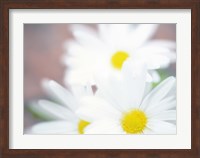 Close up of daisies with purple background Fine Art Print