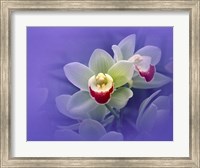 Waxy white orchids with fuchsia centers floating in purple water Fine Art Print