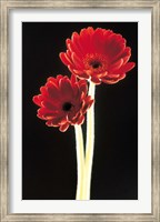 Close up of two deep red flowers with white stems on black background Fine Art Print