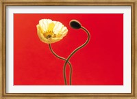 Close up cream poppy and seed pod on red background Fine Art Print