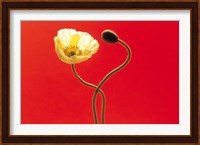Close up cream poppy and seed pod on red background Fine Art Print
