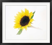 Close up of sunflower Fine Art Print