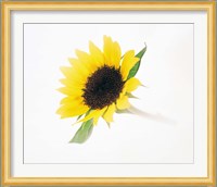 Close up of sunflower Fine Art Print
