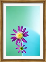 Close up of purple flowers with yellow centers on turquoise background Fine Art Print
