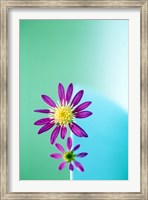 Close up of purple flowers with yellow centers on turquoise background Fine Art Print
