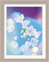 Close up of white flowers with out of focus blue background Fine Art Print