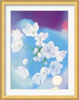 Close up of white flowers with out of focus blue background Fine Art Print