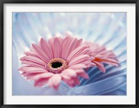 Close up of two pink gerbera daisies in water ripples Fine Art Print