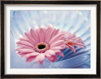 Close up of two pink gerbera daisies in water ripples Fine Art Print