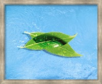 Two crossed green leaves floating in shallow blue water Fine Art Print