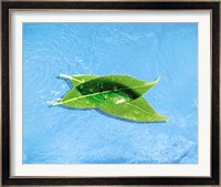 Two crossed green leaves floating in shallow blue water Fine Art Print