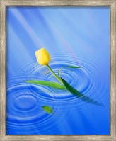 Single yellow tulip rising from water ripples Fine Art Print