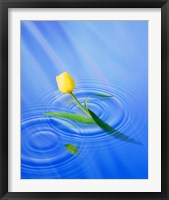 Single yellow tulip rising from water ripples Fine Art Print