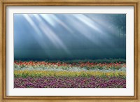 Field of multicolored flowers with streaks of white light rays Fine Art Print