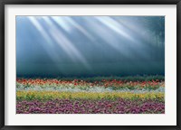 Field of multicolored flowers with streaks of white light rays Fine Art Print