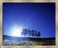 Silhouette with trees in sparse field back lit by white sun Fine Art Print