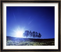Silhouette with trees in sparse field back lit by white sun Fine Art Print