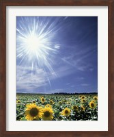 Bright burst of white light above field of sunflowers Fine Art Print