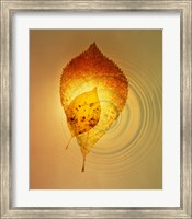 Superimposed amber leaves over circles with bright light Fine Art Print