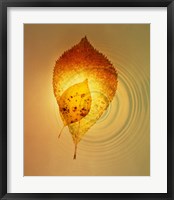 Superimposed amber leaves over circles with bright light Fine Art Print