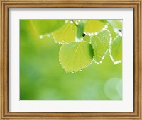 Green Leaves with Dew Fine Art Print