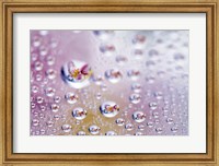 Close up of water droplets with flower reflected in centers Fine Art Print