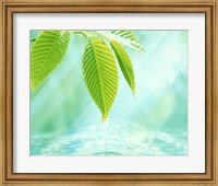 Selective focus close up of green leaves above water ripples in blue Fine Art Print