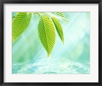 Selective focus close up of green leaves above water ripples in blue Fine Art Print