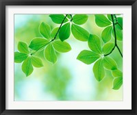Selective focus close up of green leaves hanging from tree Fine Art Print