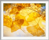 Selective focus close up of golden yellow autumn leaves Fine Art Print
