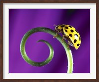 Side view close up of yellow ladybug sitting on a green curlicue shaped leaf Fine Art Print