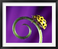 Side view close up of yellow ladybug sitting on a green curlicue shaped leaf Fine Art Print