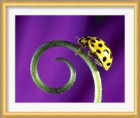 Side view close up of yellow ladybug sitting on a green curlicue shaped leaf Fine Art Print