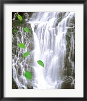 Green leaves cascading in front of waterfall Fine Art Print