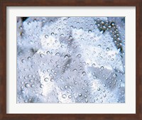 Kaleidoscopic pattern in purple, lavender and white with water droplets Fine Art Print