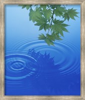 Branch with green leaves suspended over deep blue water with rings and reflection Fine Art Print