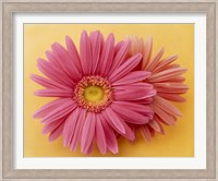 Close up of two pink zinnias on yellow gold background Fine Art Print