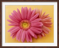 Close up of two pink zinnias on yellow gold background Fine Art Print