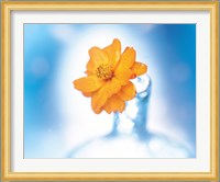 Close up of ruffled marigold bloom in blue bottle with blurred blue and white background Fine Art Print