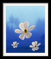 Three white orchids floating in foggy blue sky with silhouette of trees in background Fine Art Print