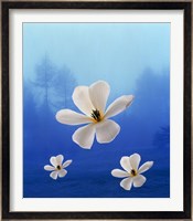 Three white orchids floating in foggy blue sky with silhouette of trees in background Fine Art Print