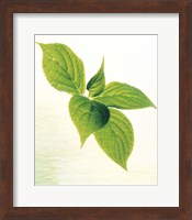 Close-Up of Green Leaves IV Fine Art Print