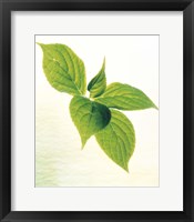 Close-Up of Green Leaves IV Fine Art Print