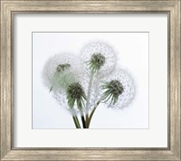 Close up of four dandelion heads in seed on stems Fine Art Print